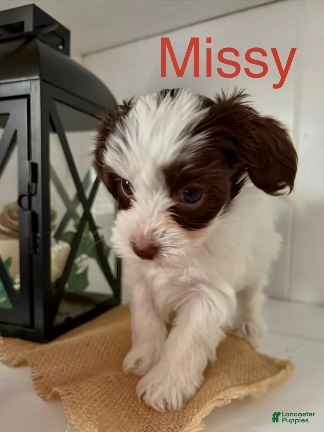 Yorkiepoo dogs for sale: Missy - Ad 2