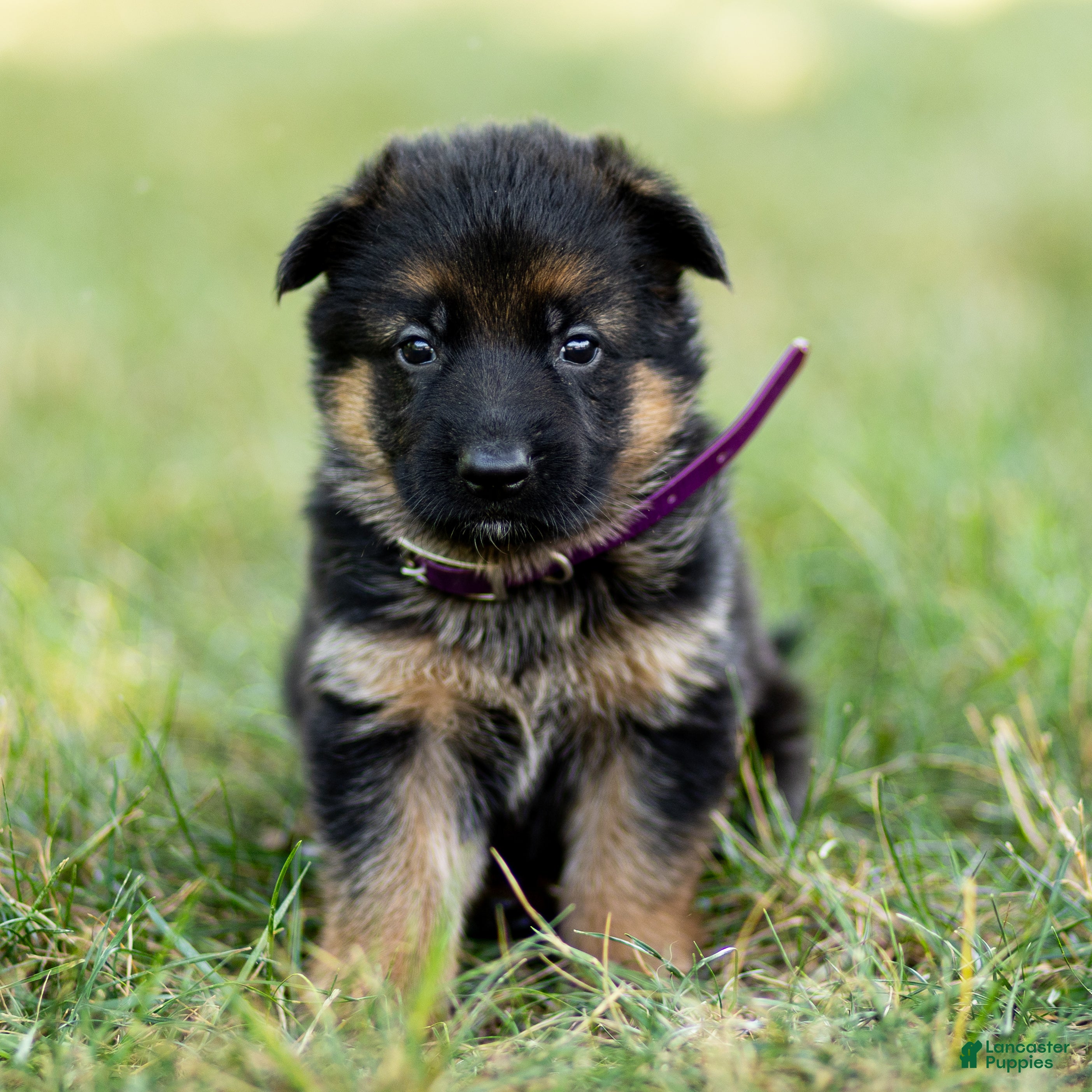 German Shepherd dogs Ziva - Ad 1