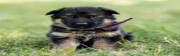 German Shepherd dogs for sale: Ziva - Ad 5