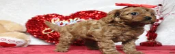 Cavapoo dogs for sale: Honey - Ad 5