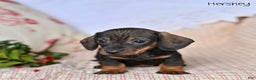 Miniature Dachshund dogs for sale: Hershey  - Ad 4