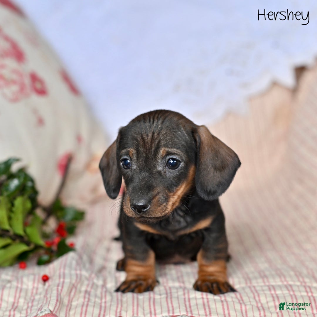 Miniature Dachshund dogs for sale: Hershey  - Ad 4