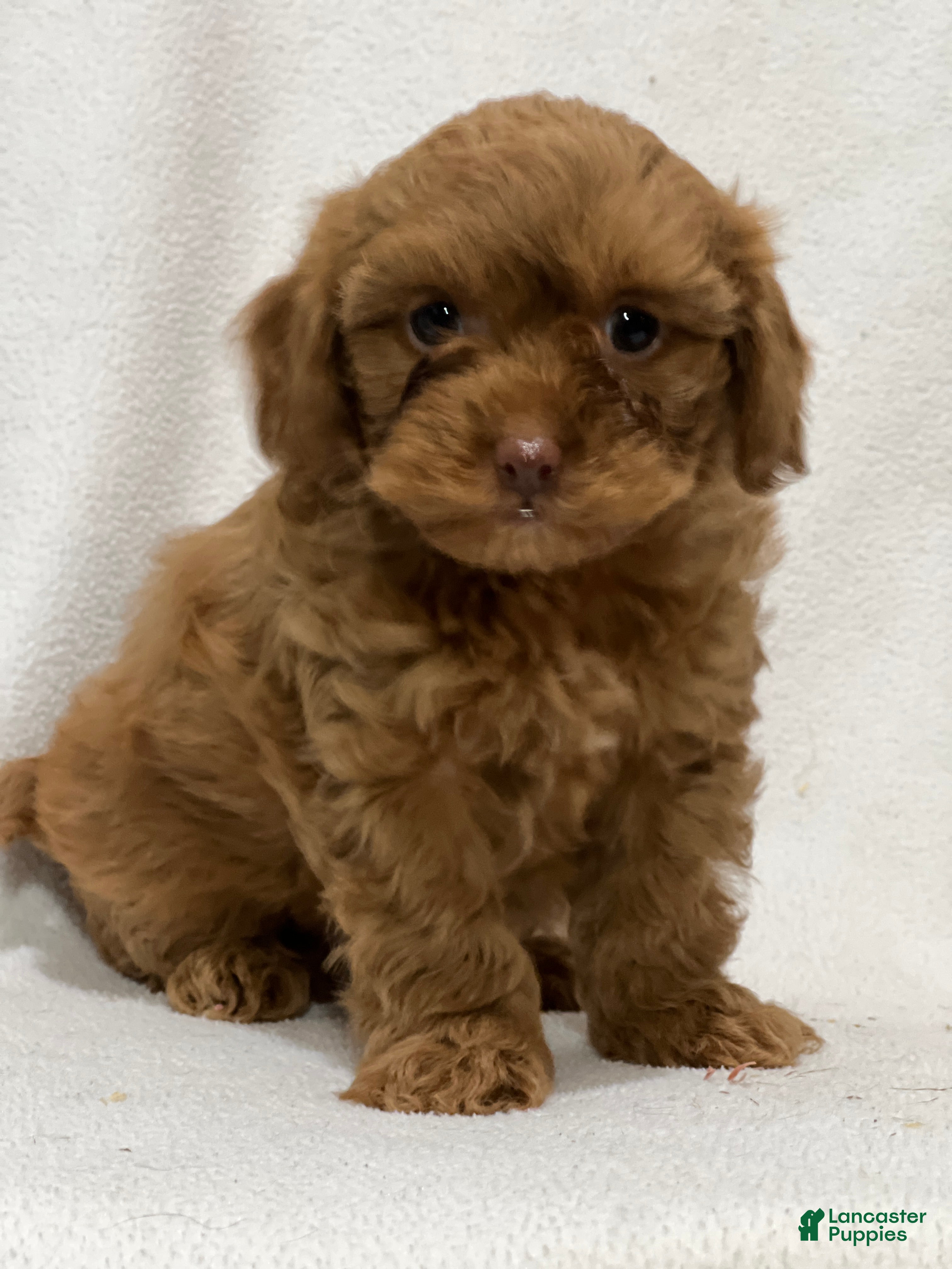 Shihpoo dogs Marvin - Ad 13
