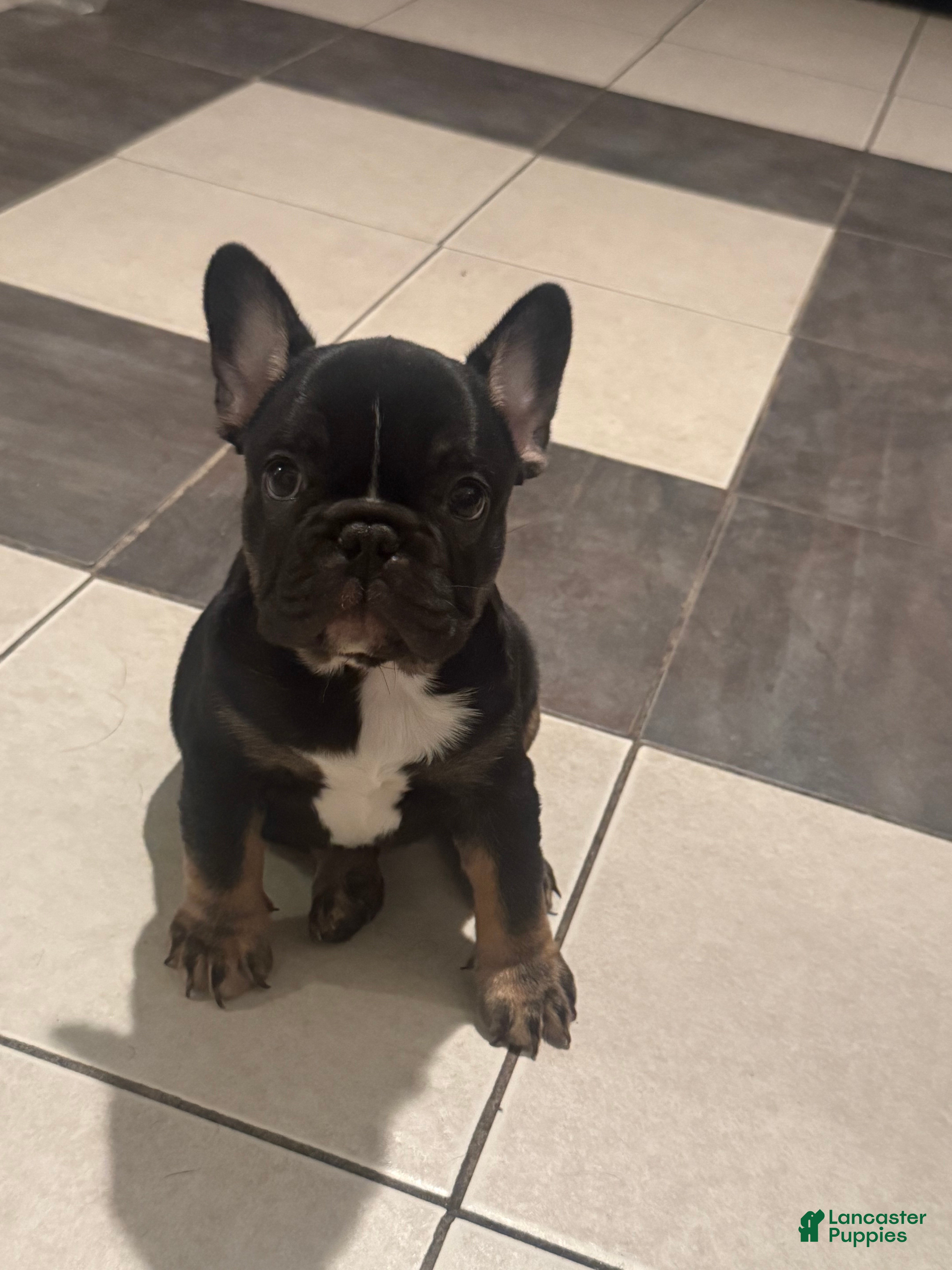 French Bulldog dogs French Bulldog Puppy 1 - Ad 1