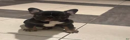 French Bulldog dogs for sale: French Bulldog Puppy 1 - Ad 1