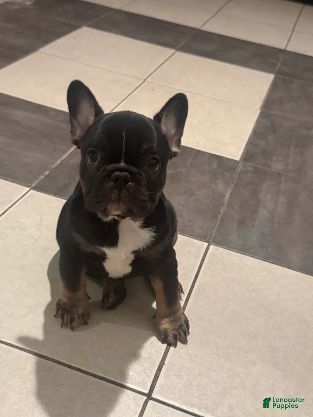 French Bulldog dogs for sale: French Bulldog Puppy 1 - Ad 1