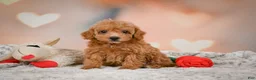 Toy Poodle dogs for sale: Haley - Ad 11