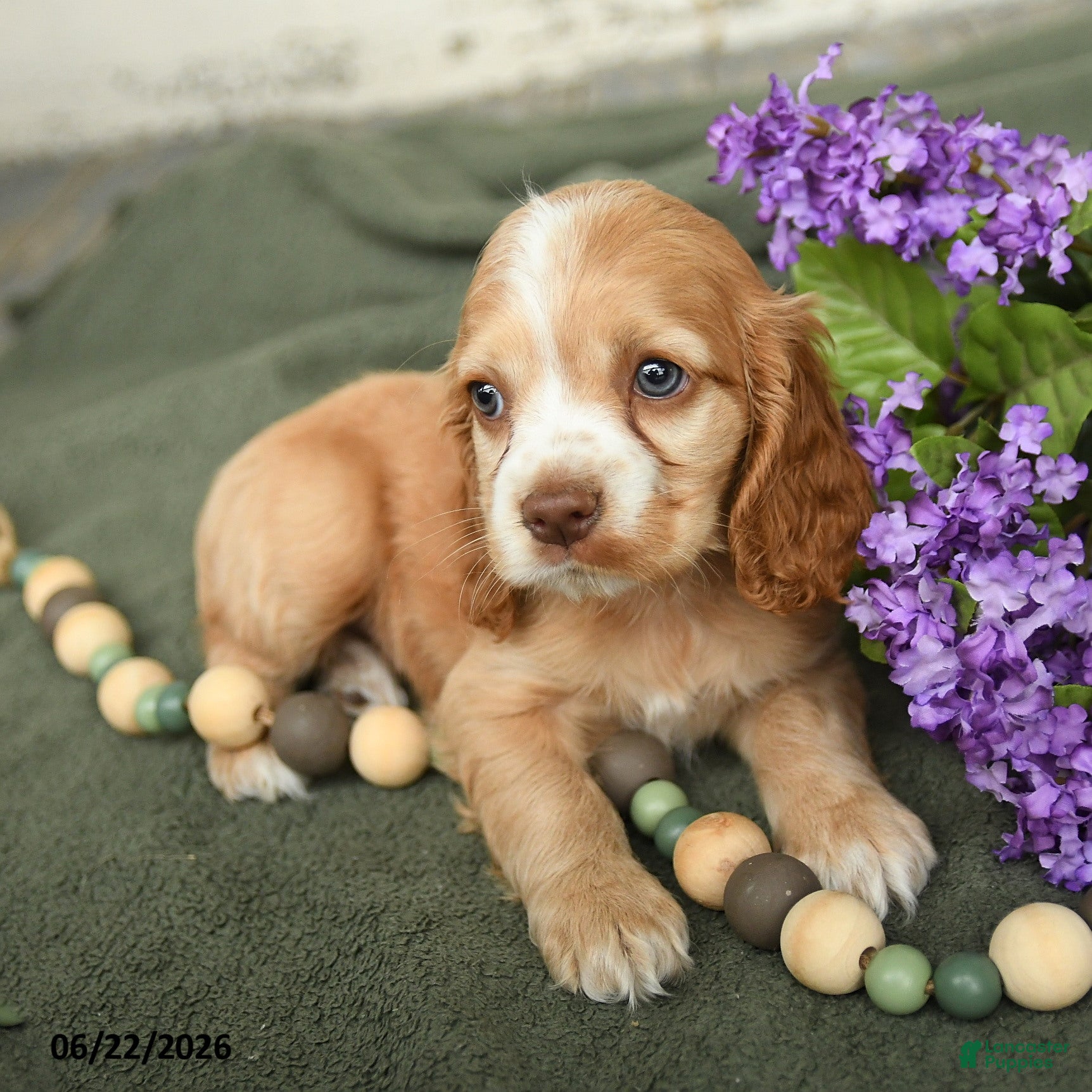 English Cocker Spaniel dogs Brooke - Ad 2