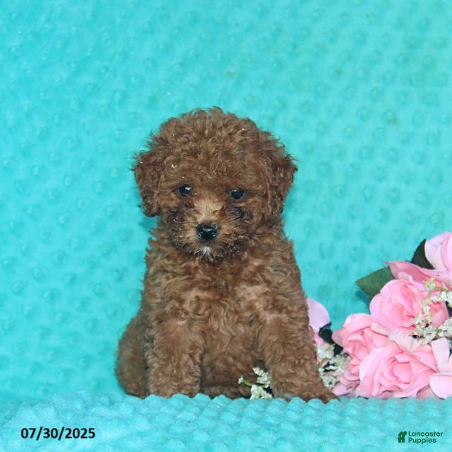 Toy Poodle Puppies for sale in Maryland Lancaster Puppies