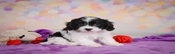 Cavapoo dogs for sale: Riley - Ad 2