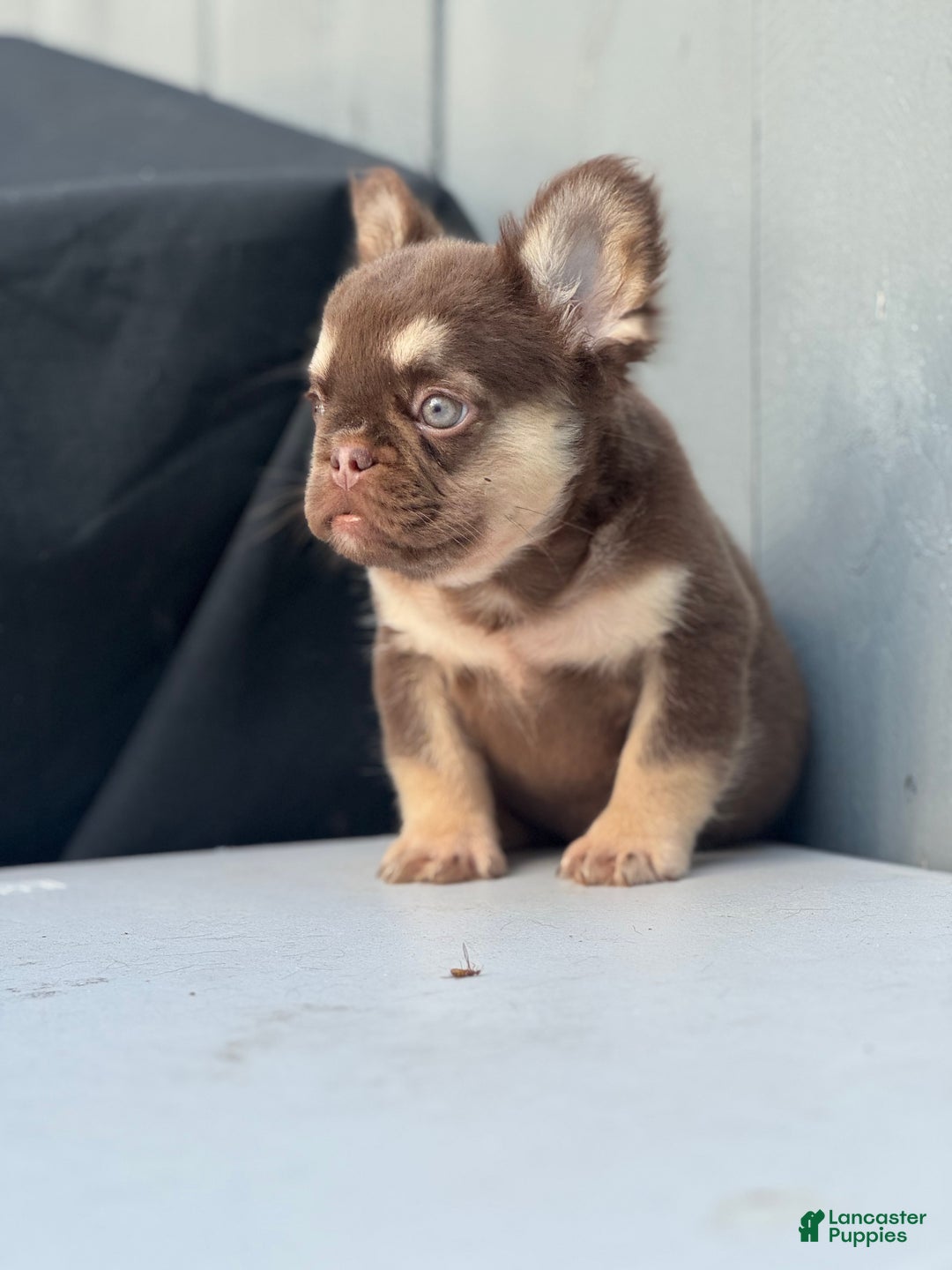 French Bulldog dogs for sale: Peanut - Ad 4