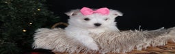 Maltese dogs for sale: ABBEY - Ad 18