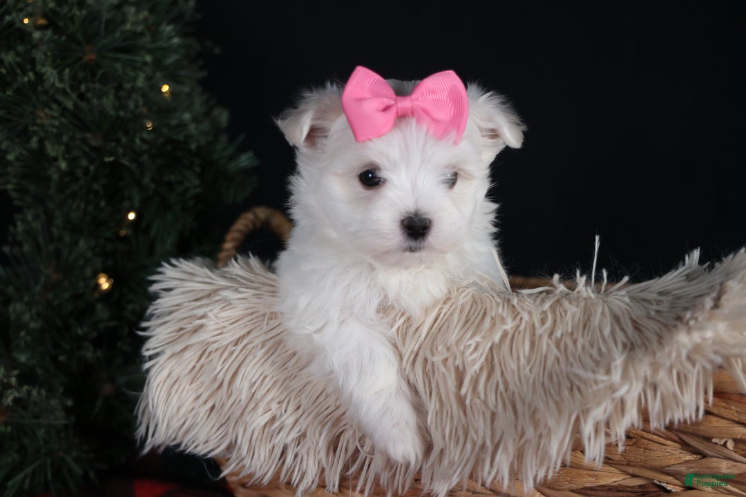 Maltese dogs for sale: ABBEY - Ad 18