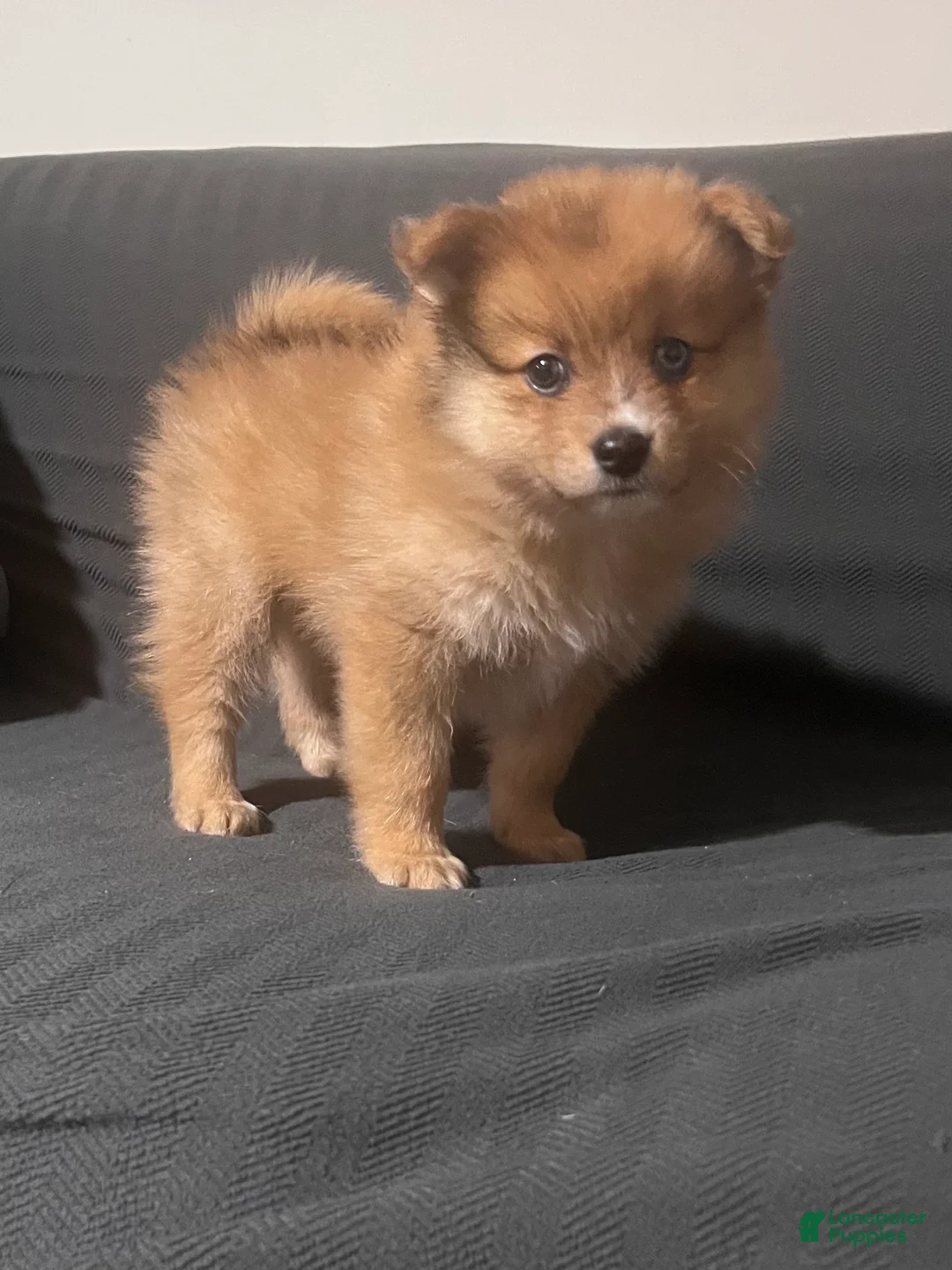 Pomeranian dogs for sale: Pomeranian Puppy 1 - Ad 2