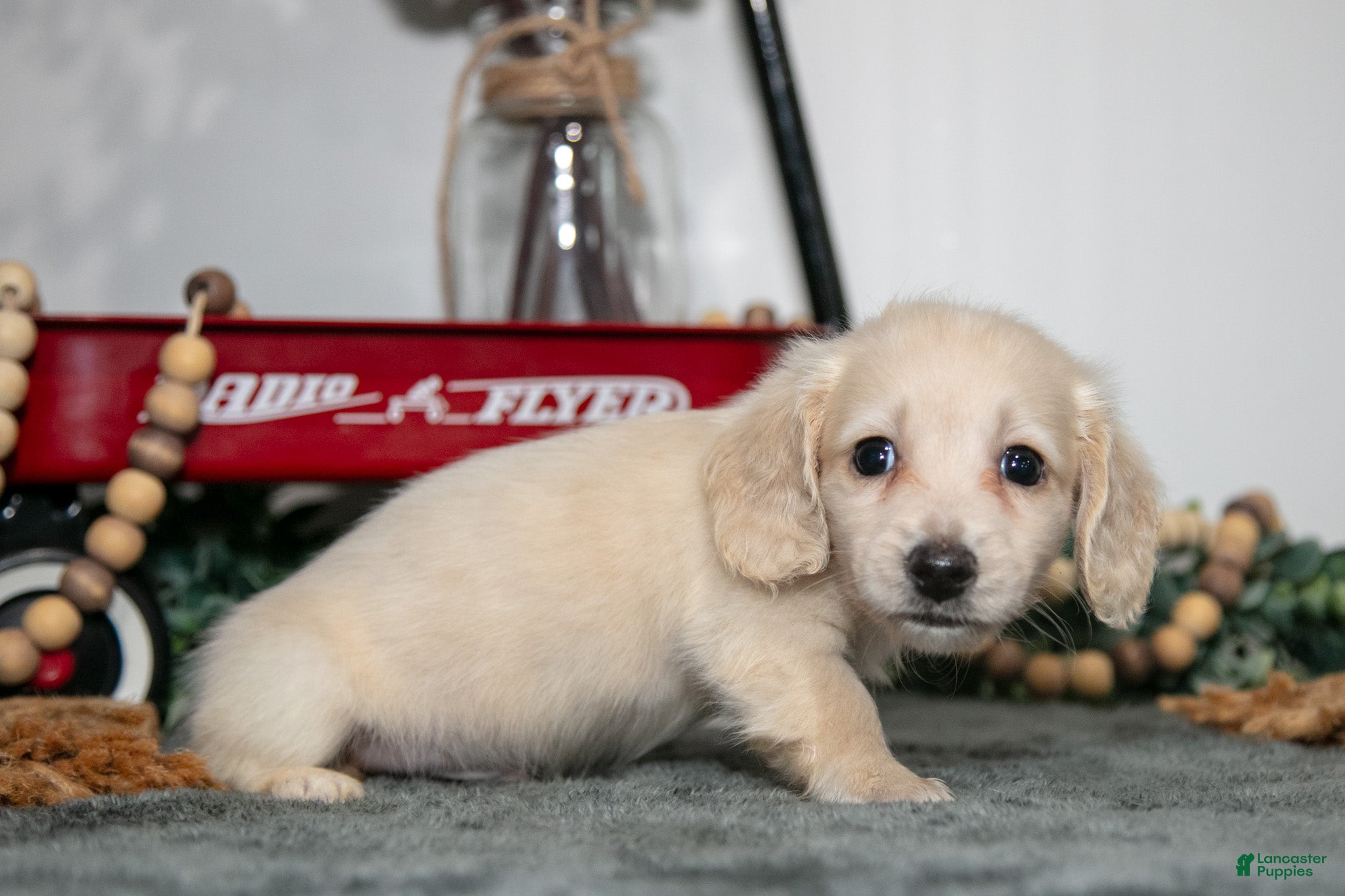Miniature Dachshund dogs Porter - Ad 2