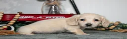 Miniature Dachshund dogs for sale: Porter - Ad 2