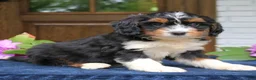 Mini Bernedoodle dogs for sale: Diamond  - Ad 3