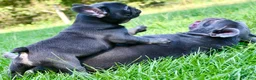 French Bulldog dogs for sale: French Bulldog 2 - Ad 2