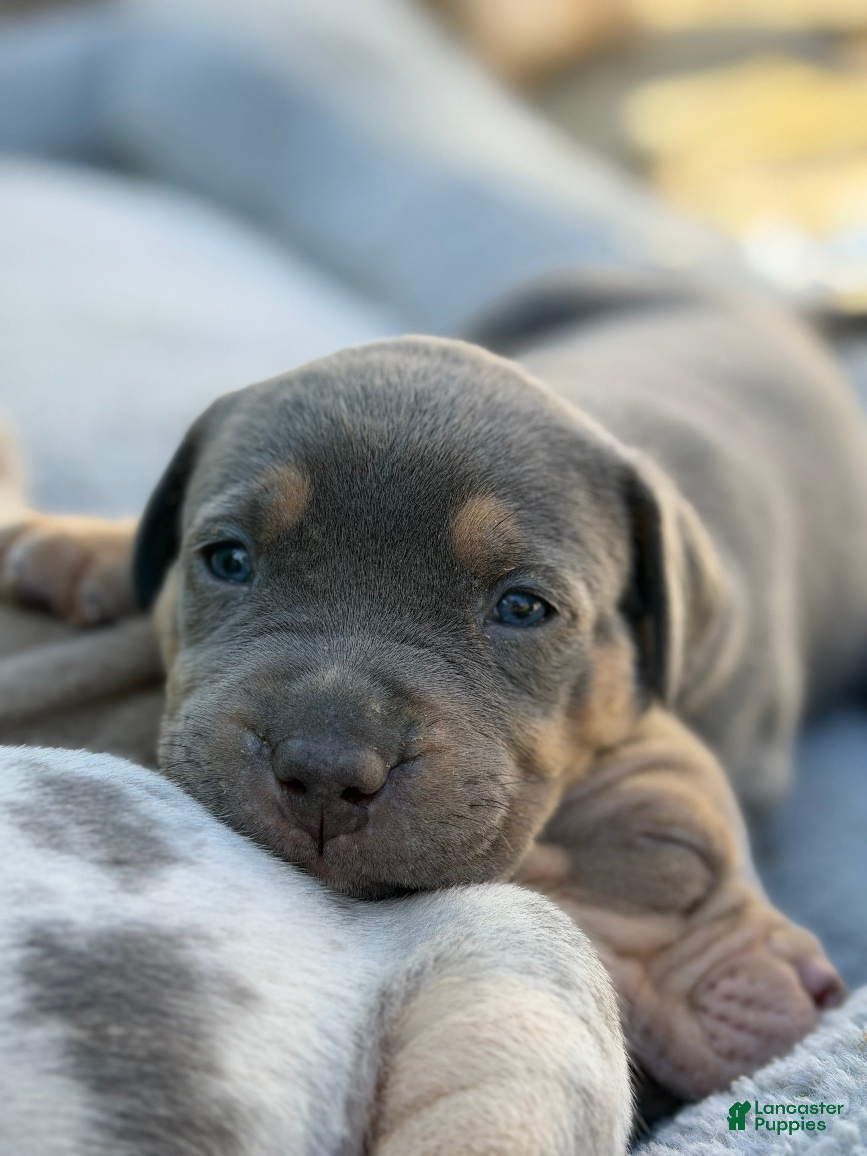 American Bully dogs Mack - Ad 1