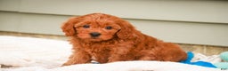 Cavapoo dogs for sale: Kash - Ad 4