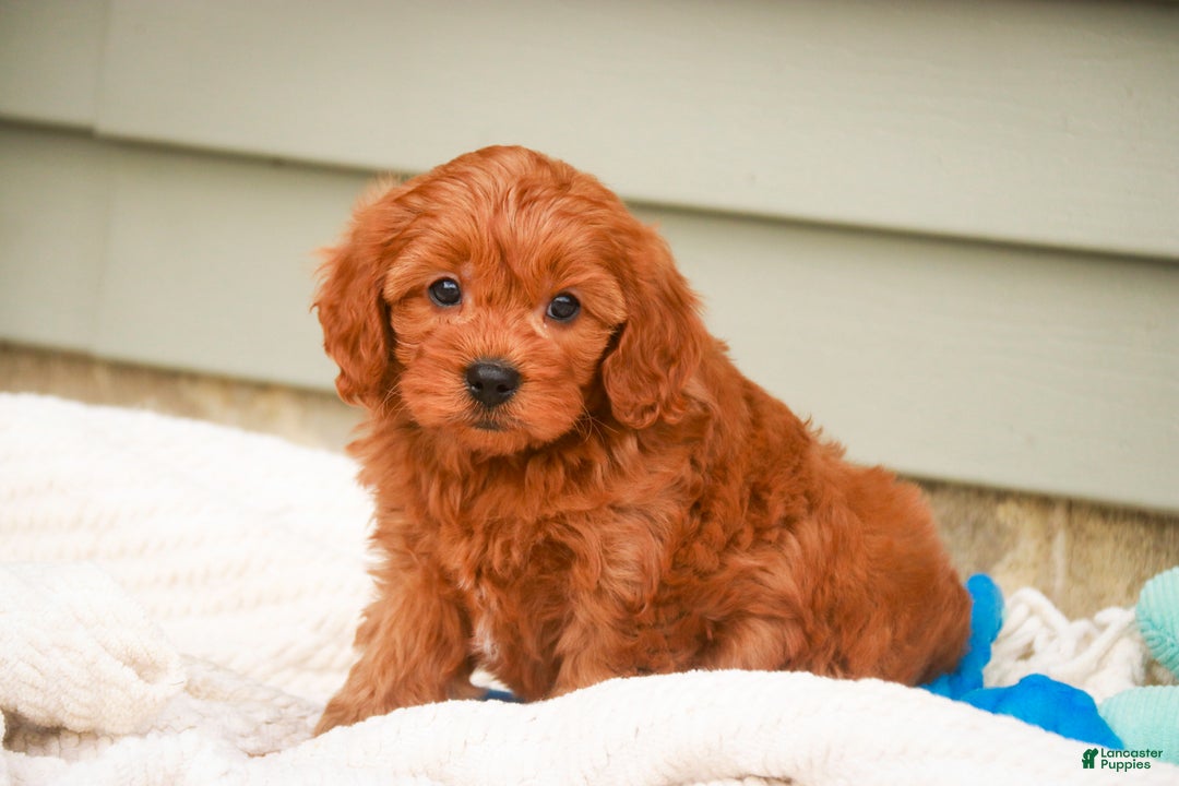 Cavapoo dogs for sale: Kash - Ad 4