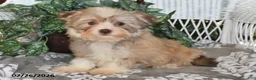 Havanese dogs for sale: Gypsy - Ad 2