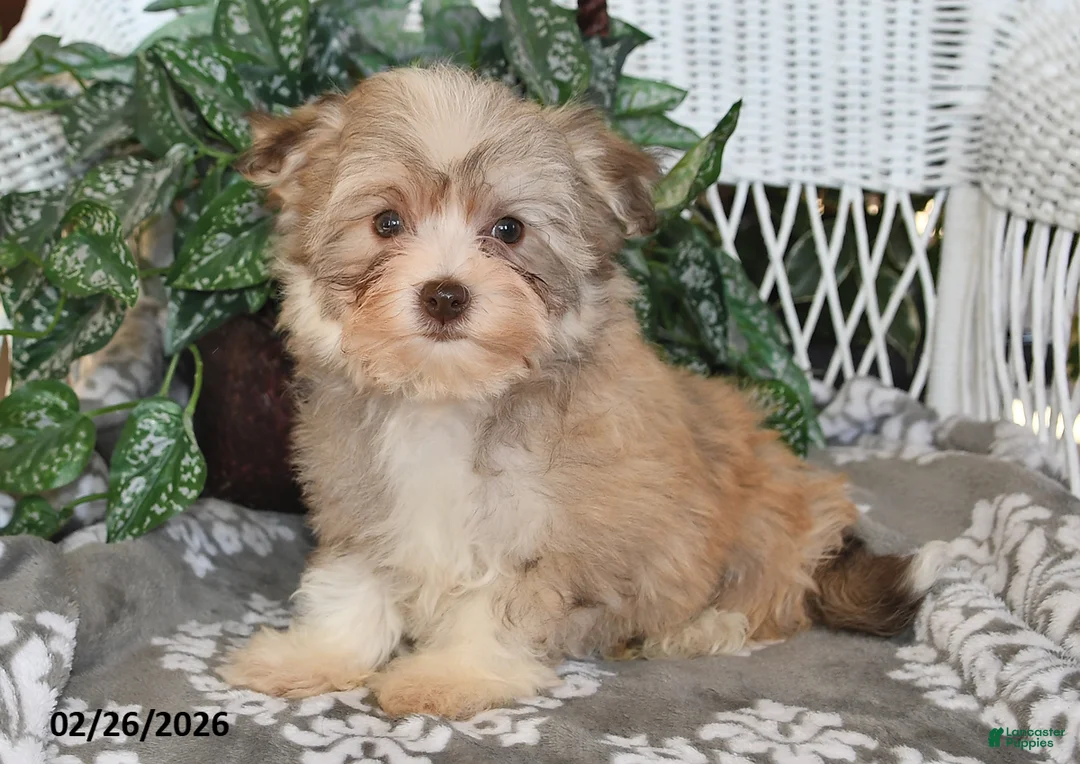 Havanese dogs for sale: Gypsy - Ad 2