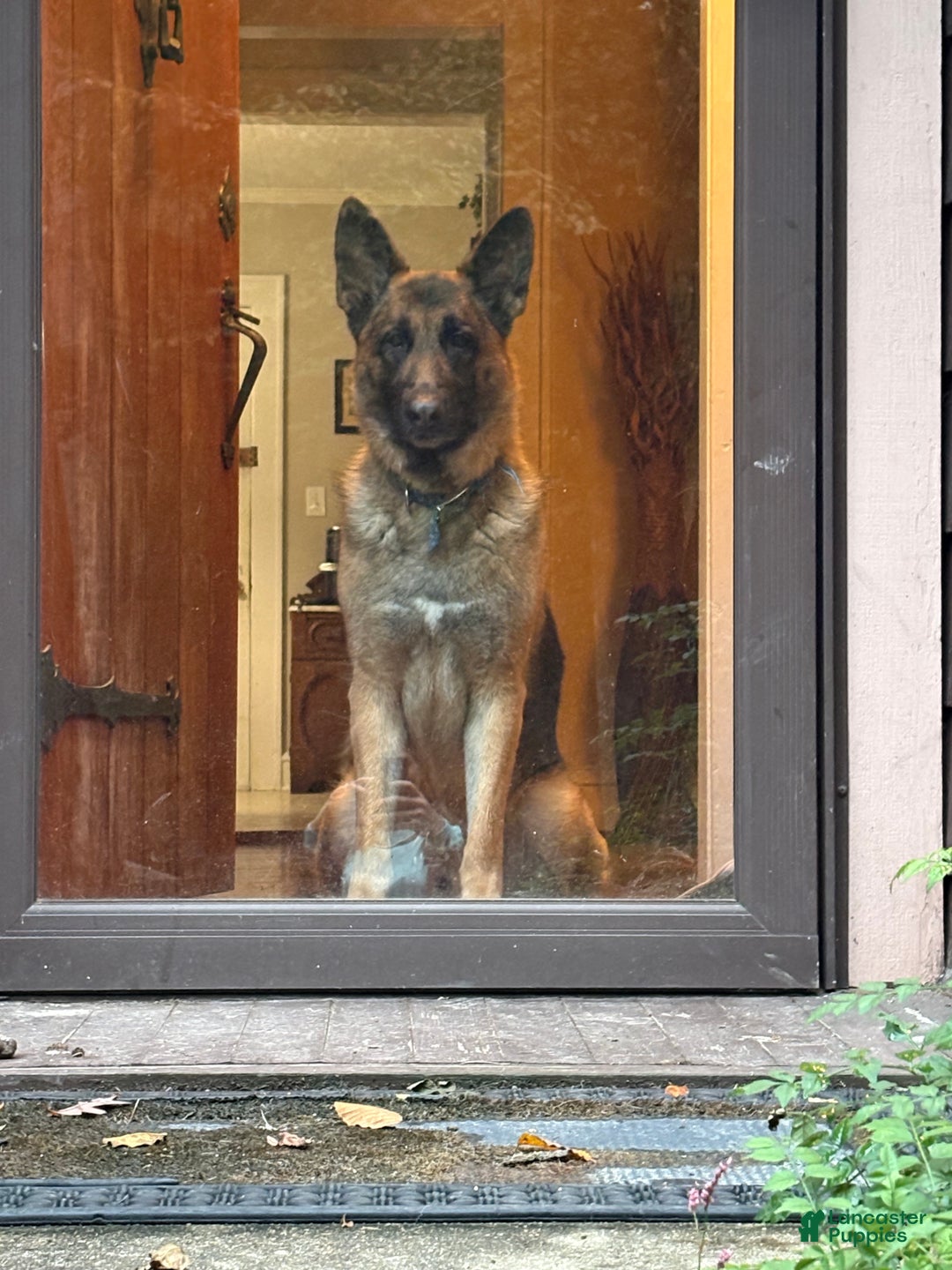 German Shepherd dogs for sale: German Shepherd Puppy 2 - Ad 9