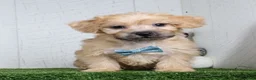 Yochon dogs for sale: Bowser - Ad 1