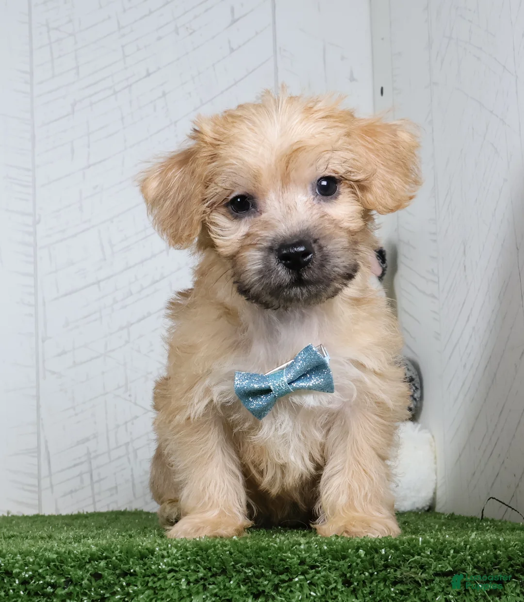 Yochon dogs for sale: Bowser - Ad 1