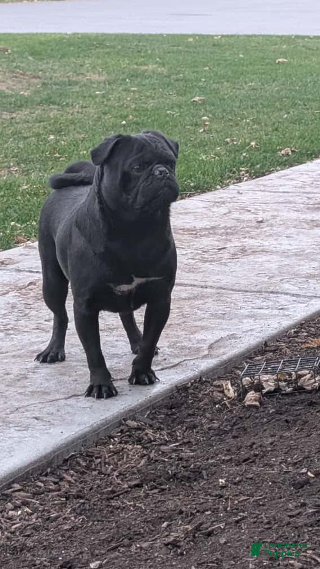 Pug dogs for sale: Ryker - Ad 5