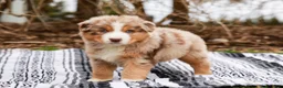 Australian Shepherd dogs for sale: Rufas - Ad 8