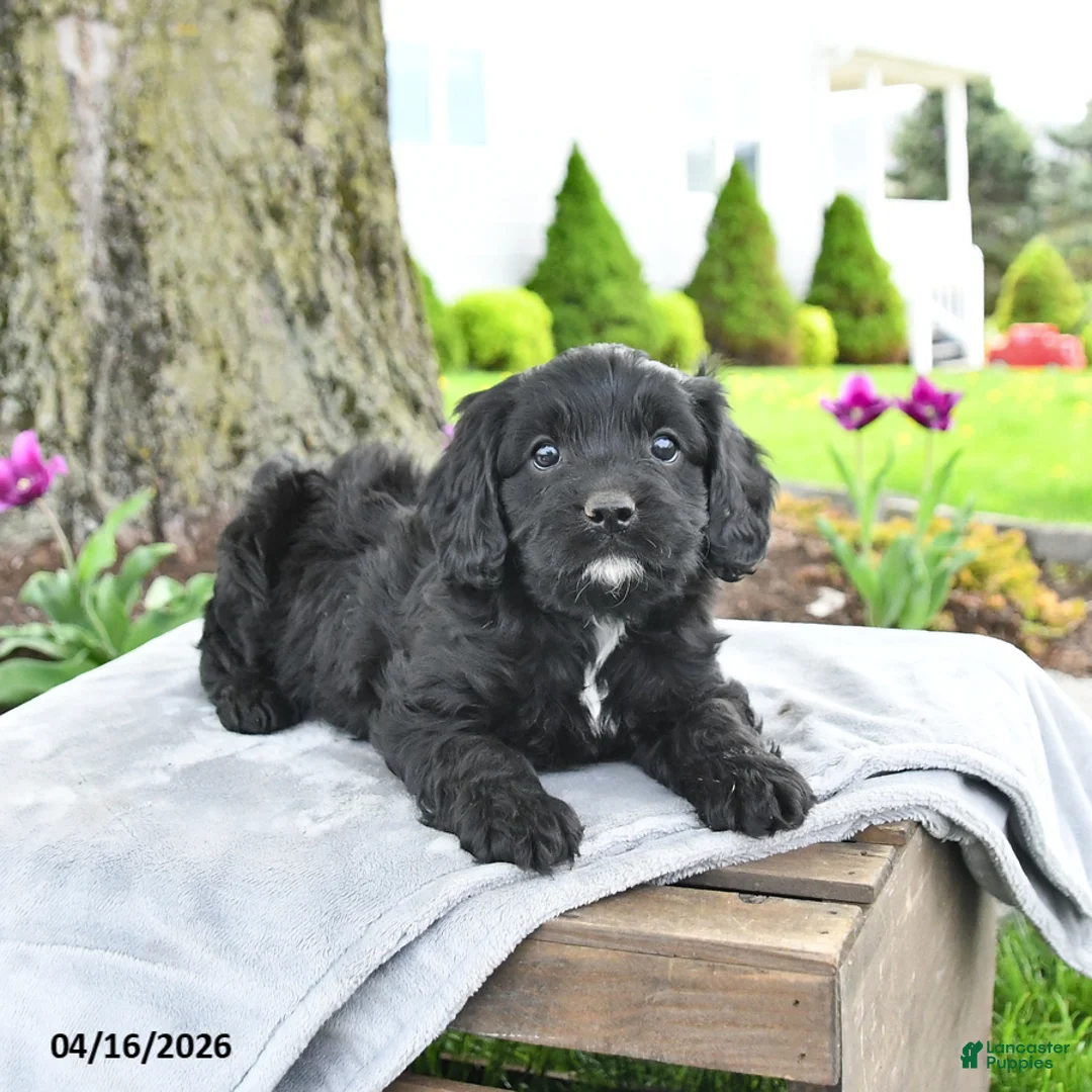 Cavapoo dogs for sale: Merlin - Ad 2