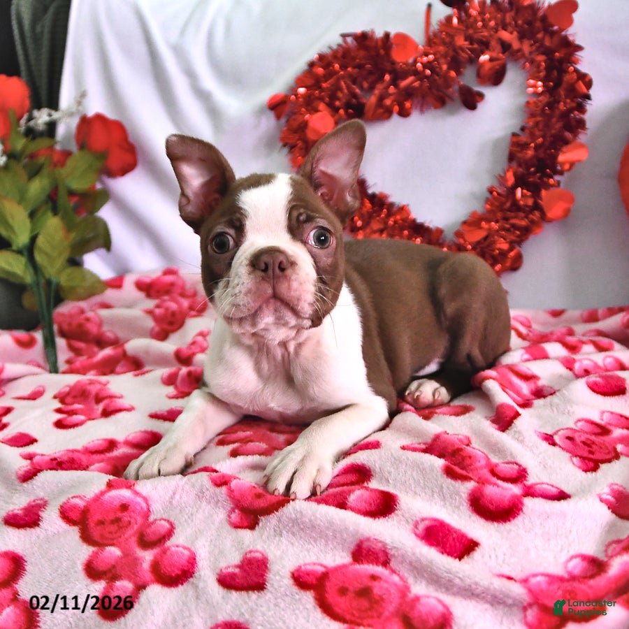 Boston Terrier dogs King - Ad 18