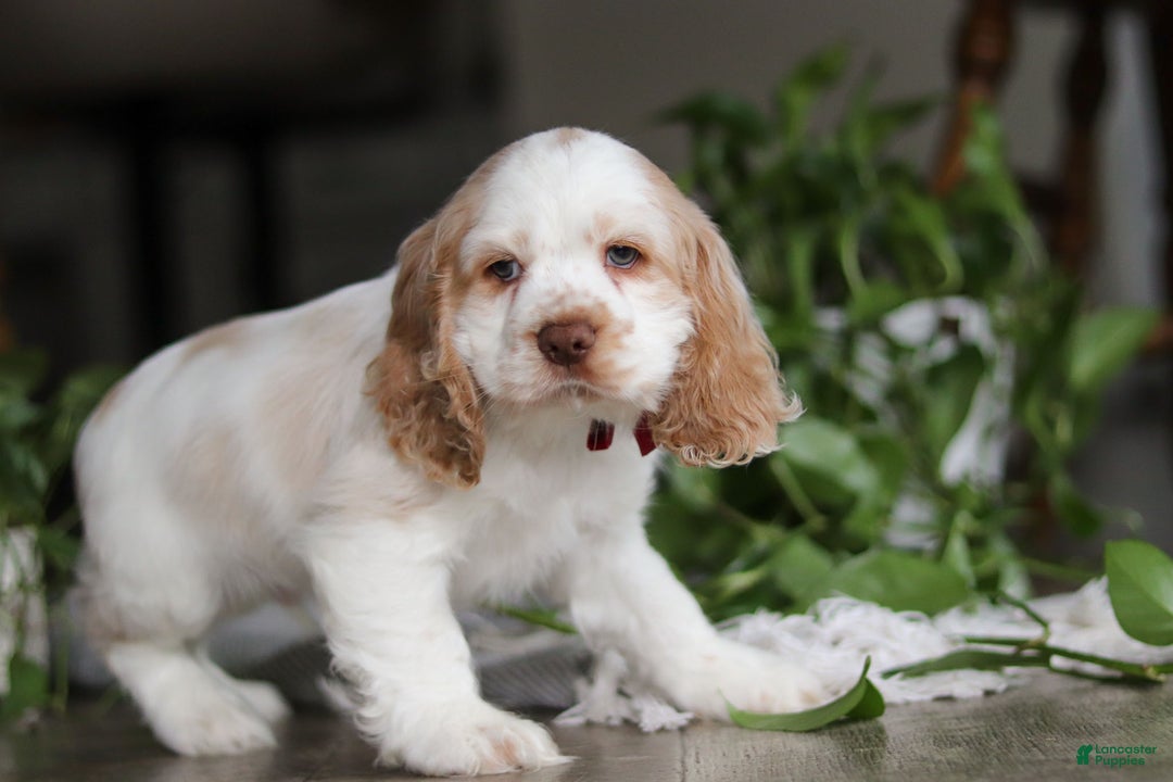 Cocker Spaniel dogs for sale: Asher - Ad 9