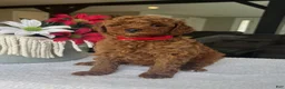 Mini Goldendoodle dogs for sale: Reece - Ad 4