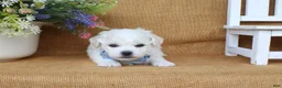 Bichon Frise dogs for sale: Aiden - Ad 5