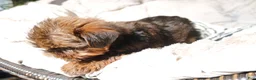 Shorkie dogs for sale: Bailey  - Ad 5