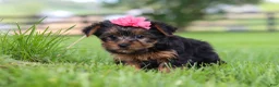 Yorkshire Terrier dogs for sale: Stella - Ad 6