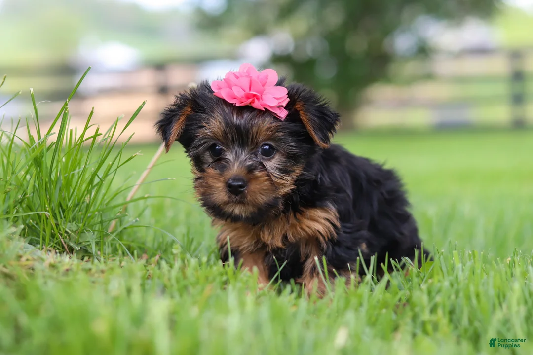 Yorkshire Terrier dogs for sale: Stella - Ad 6