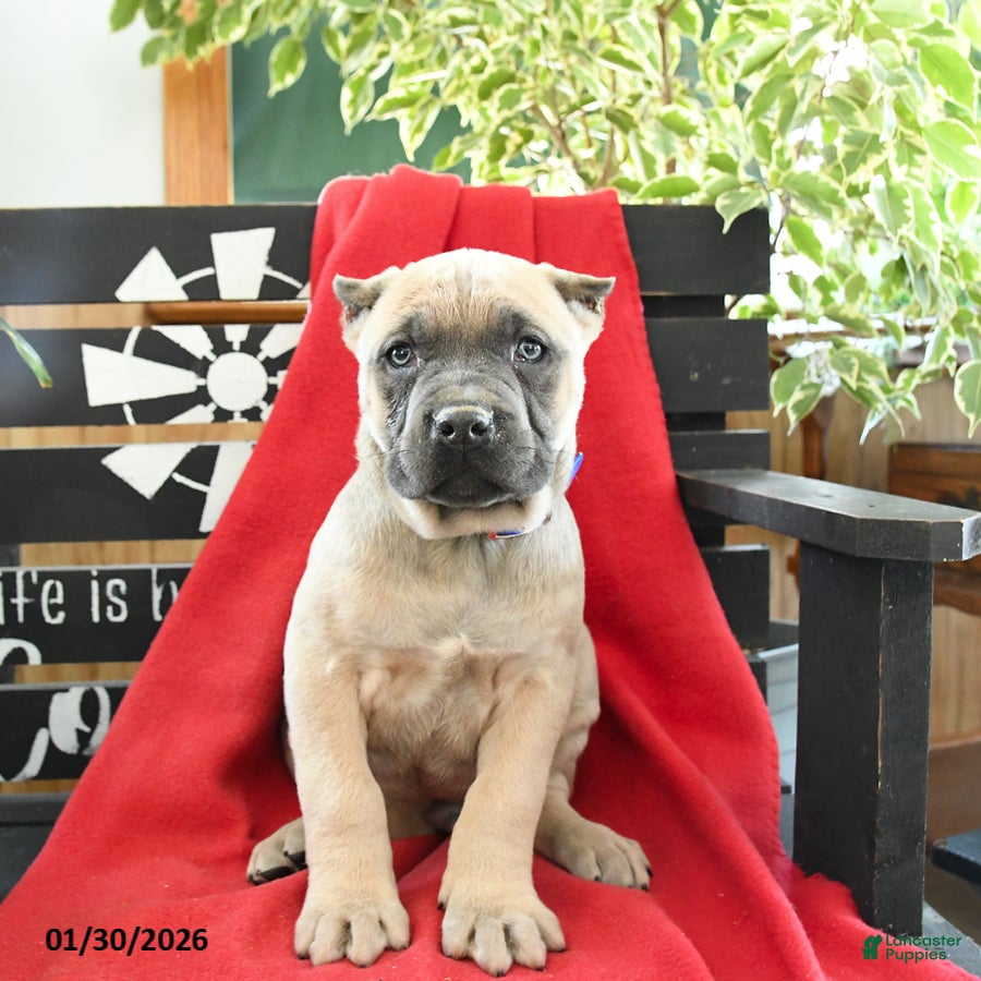 Cane Corso dogs Enzo - Ad 2