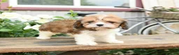 Cavachon dogs for sale: Wilma - Ad 1