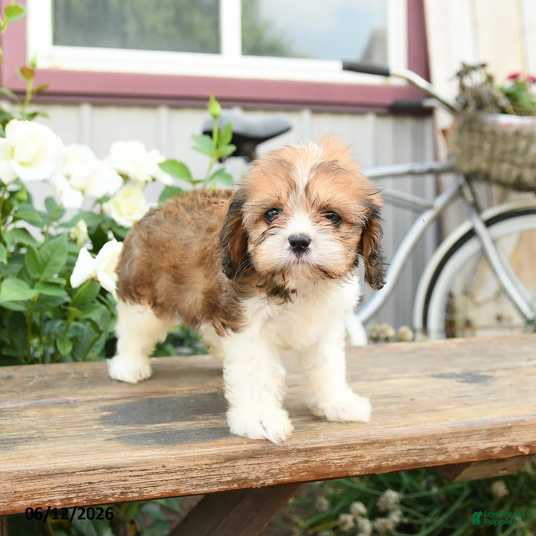 Cavachon dogs for sale: Wilma - Ad 1