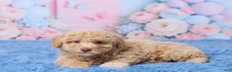 Aussiedoodle dogs for sale: Sally - Ad 4