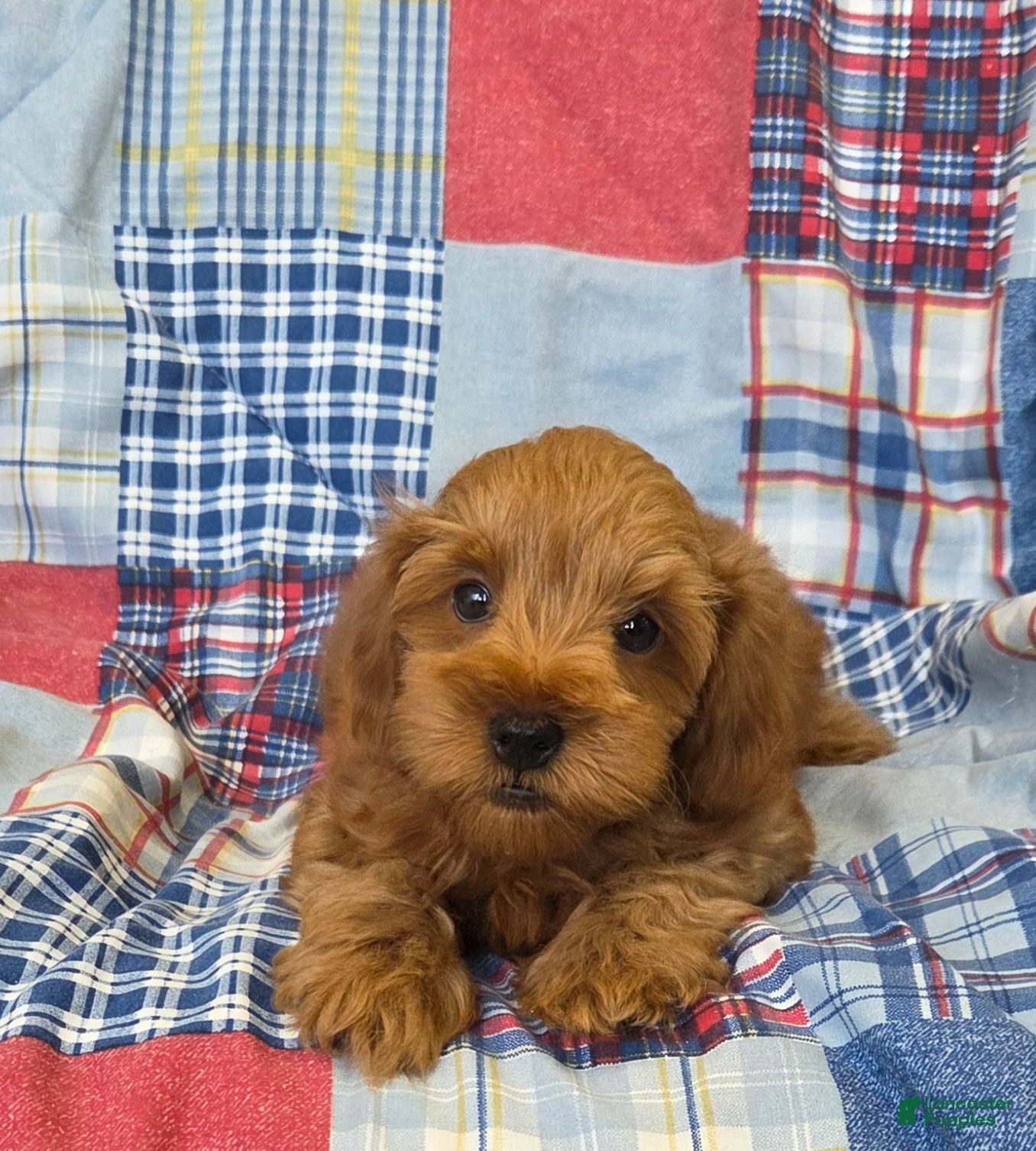 Mini Goldendoodle dogs Balto - Ad 2