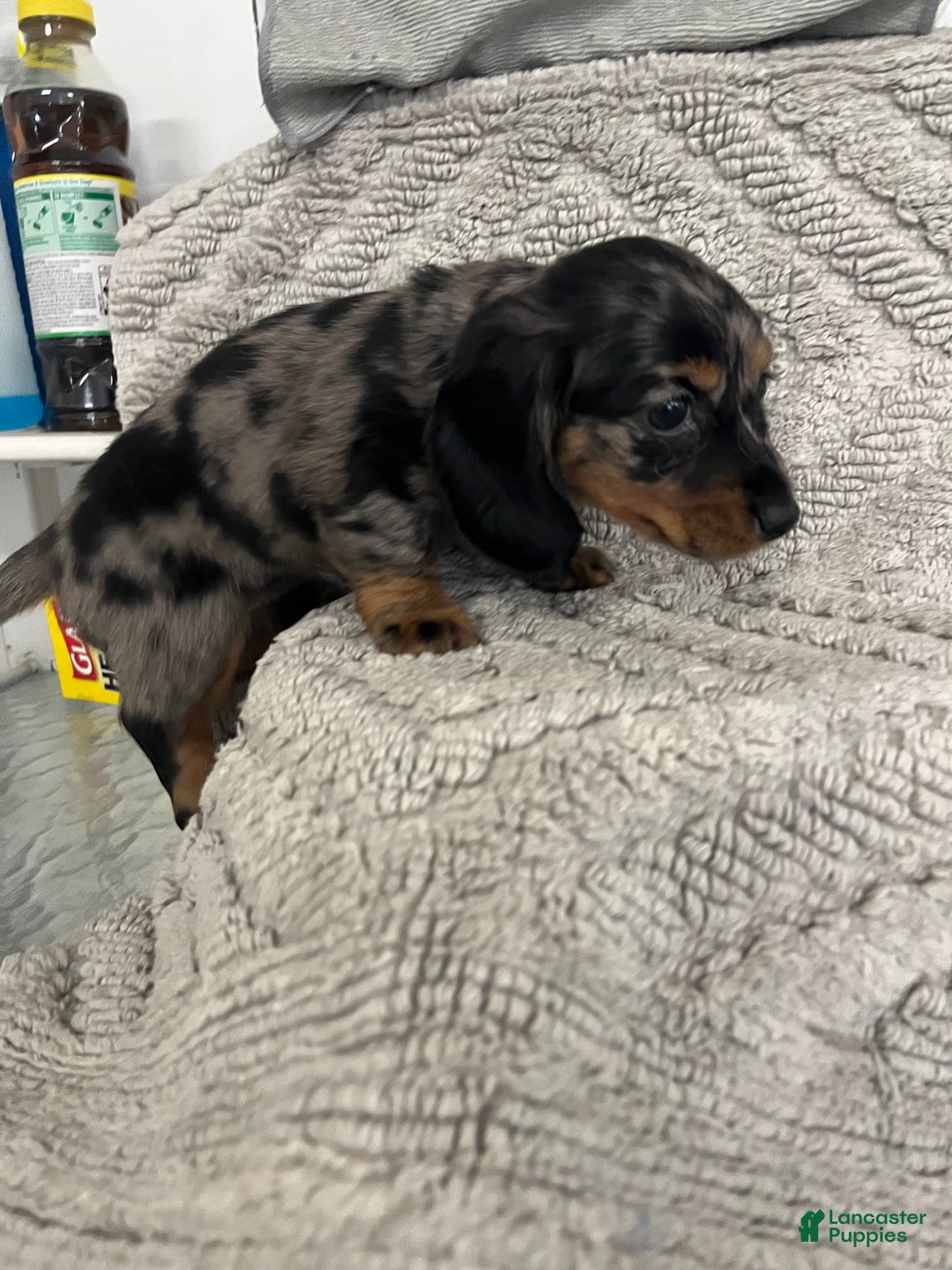 Miniature Dachshund dogs for sale: Julia - Ad 3