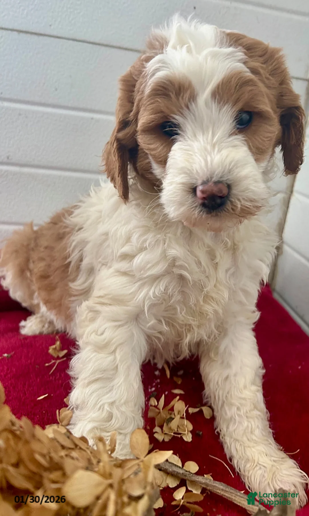 Mini Goldendoodle dogs for sale: Gladiola - Ad 3