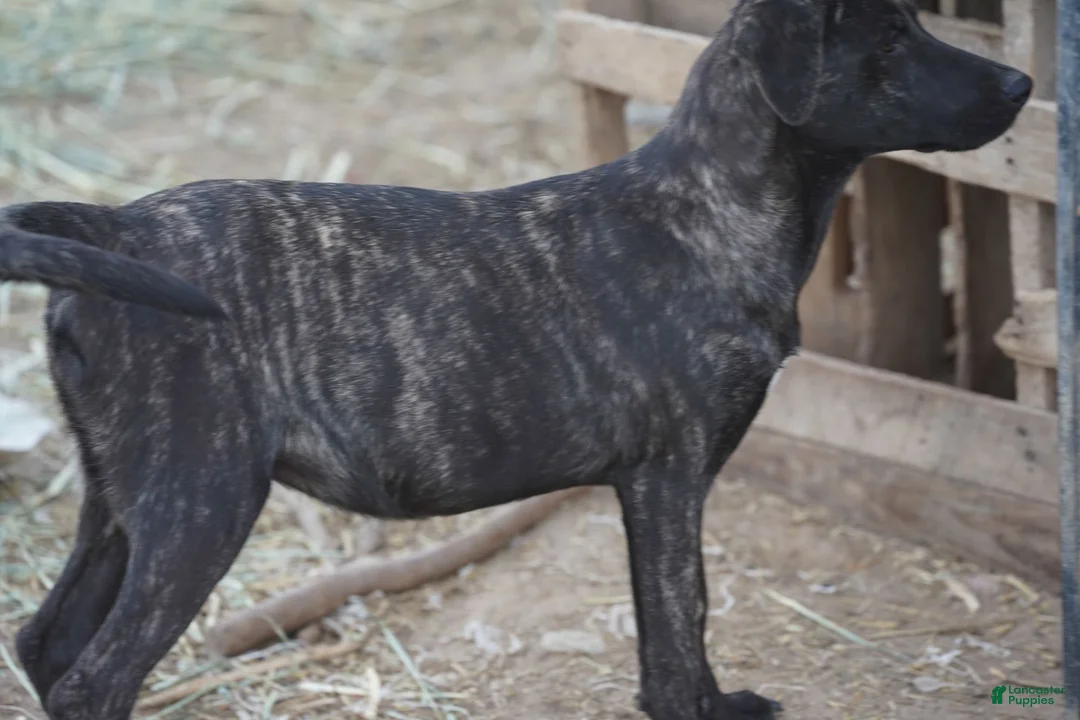 Mixed Breed dogs for sale: Tiger Tiscar Farm Dog - Ad 19