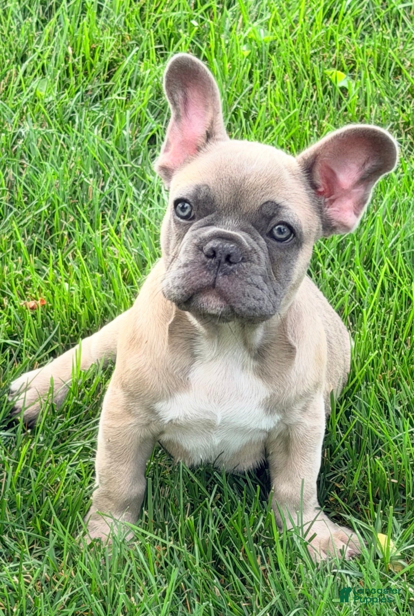 French Bulldog dogs Leo - Ad 1