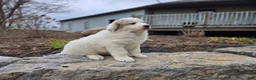 Great Pyrenees dogs for sale: Tucker - Ad 3